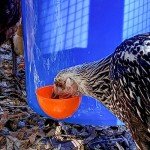 Backyard Barnyard 4 Pack Automatic Poultry Cup Waterer Drinker for Chicken Ducks Quail