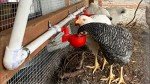 letsFix Chicken Water Cups for PVC with Tee (8 Pack), Automatic Chicken Waterer Kit for Poultry, DIY PVC Water Feeder for Chicken/Duck/Quail/Turkey