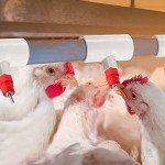 Hedume 40 Pack Chicken Waterer PVC Tee Fittings, PVC Tee Fittings for Threaded Poultry Nipples Chicken Water Drinker and Feeder Cups, Fully Automatic Poultry Waterers