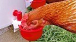 RentACoop DIY Automatic Chicken Waterer Cups for Any Chicken Watering System - Suitable for Tubing, Hardware Cloth, Buckets, Barrels, and More - Easy to Clean with Removable Cup Inserts - 7 Pack
