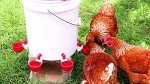 RentACoop DIY Automatic Chicken Waterer Cups for Any Chicken Watering System - Suitable for Tubing, Hardware Cloth, Buckets, Barrels, and More - Easy to Clean with Removable Cup Inserts - 7 Pack