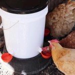 MODUODUO Automatic Drinker Cups with Nipple Drinking 12 Sets for Bird Poultry Upgraded Chicken Waterer Pigeon Quail