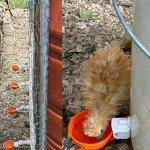 MODUODUO Automatic Drinker Cups with Nipple Drinking 12 Sets for Bird Poultry Upgraded Chicken Waterer Pigeon Quail