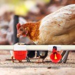 UCandy 30 pcs Chicken Waterer PVC Tee Fittings,White Automatic Watering for Poultry Chicken Waterer Nipples/Cups/Feeders/Poultry Water Drinker (30)