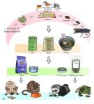 Black Soldier Fly Composting Bin