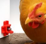 Cruzadel 12 Pack - Horizontal Side Mount Automatic Poultry Nipples - Drinker Waterer for Chicken or Quail