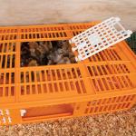 Premier 1 Quail Transport Crate - 26" L x 16" W x 5" H