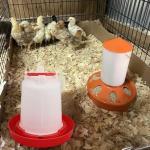 DoubleWood 4-Pack Hanging Poultry Waterer Kit