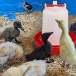 DoubleWood 4-Pack Hanging Poultry Waterer Kit