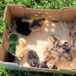 DUNCAN'S FAMILY FARM STORE Duncans Poultry Baby Chick 25 Count Shipping Box Kit - 10 Boxes - 10 Pads - 2-100 Doses GROGEL