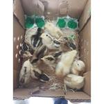 DUNCAN'S FAMILY FARM STORE Duncans Poultry Baby Chick 25 Count Shipping Box Kit - 10 Boxes - 10 Pads - 2-100 Doses GROGEL
