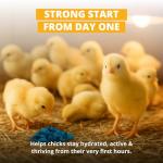 Stromberg's Peck n' Grow Poultry Supplement, 8 Grams