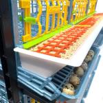 Jumbo Quail Breeding Cage Indoor: Double Layer Addition Quail Coops, Quail Pens Easy Clean, Rust-Free (2024 Upgrades: Longer Waste Trays, Removable Middle Wall, Jumbo Flooring) Cimuka by Hatching Time