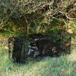 Humane Way Folding 32 Inch Live Humane Animal Trap - Safe Traps for All Animals - Raccoons, Cats, Groundhogs, Opossums - 32"x10"x12",Black