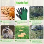 Humane Way Folding 32 Inch Live Humane Animal Trap - Safe Traps for All Animals - Raccoons, Cats, Groundhogs, Opossums - 32"x10"x12",Black