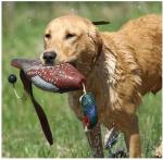 Avery Sporting Dog EZ-Bird Pheasant Training Dummy - 02008
