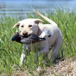 Avery Sporting Dog EZ-Bird Pheasant Training Dummy - 02008