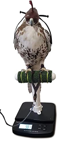 Digital Postal Scale with AC Adapter, 65 lb Capacity