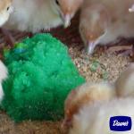 GROGEL Plus B 100 Dose - 5 Packs