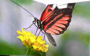 Damien Hirst: Forgotten Promises - Brochure - Inaugural Exhibition Gagosian 2011