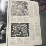 M.C. Escher by Benedikt Taschen Verlag (2 Posters) RARE Posterbook