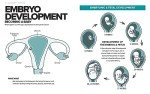 The Essential Illustrated Guide to Healthy Pregnancy