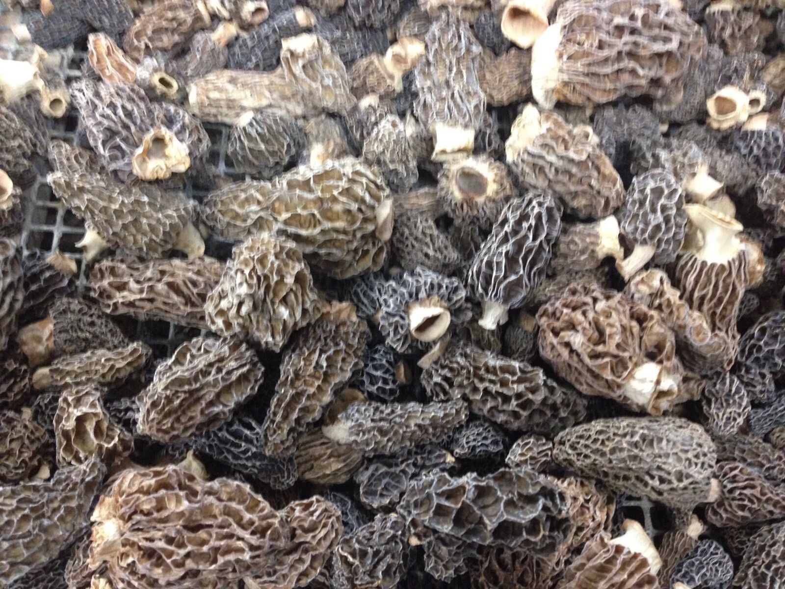 WILD Morel Mushrooms, Whole (Dried) - 2 oz.