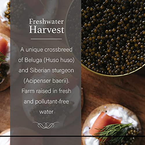 OLMA Beluga Hybrid Sturgeon Black Caviar - 2 oz