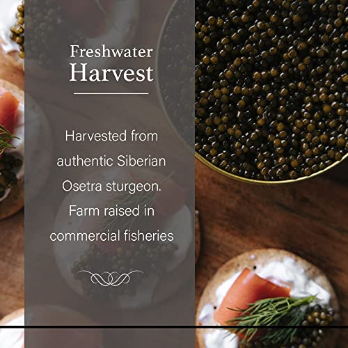 OLMA Siberian Osetra Black Caviar - Medium Grain