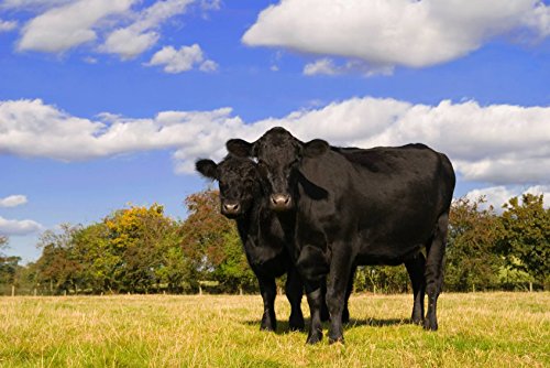 Japanese Wagyu Kobe Beef New York Steaks
