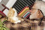 Interactive Orange Tabby Cat Dementia Companion