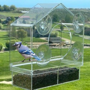 Window Bird Feeder with Strong Suction Cup