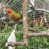 Natural Wood Bird Cage for Small Parrots
