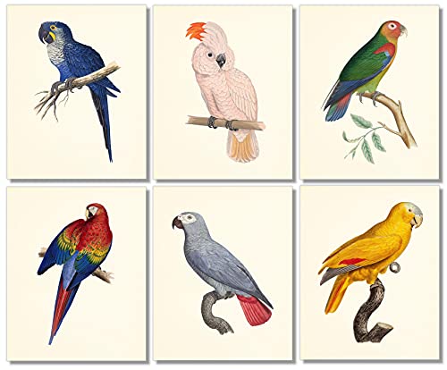 Tropical Parrot Art Prints Set - 8x10 (Unframed)