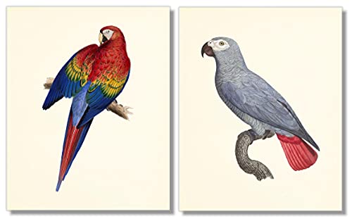 Tropical Parrot Art Prints Set - 8x10 (Unframed)