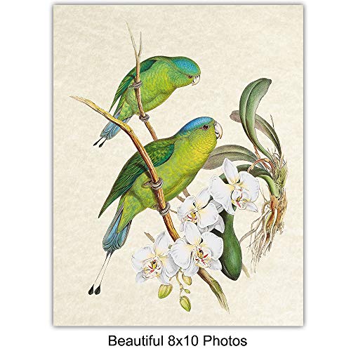 Tropical Bird Wall Art for Birdwatchers