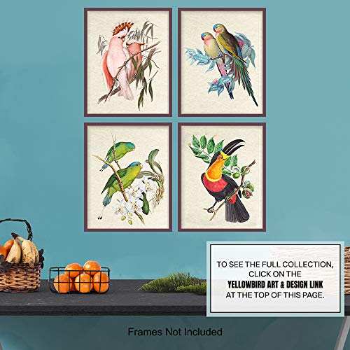 Tropical Bird Wall Art for Birdwatchers