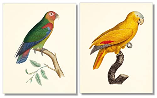 Tropical Parrot Art Prints Set - 8x10 (Unframed)