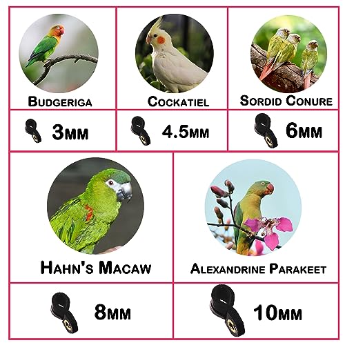 Parrot Leash with Soft Foot Loops & Training Whistle