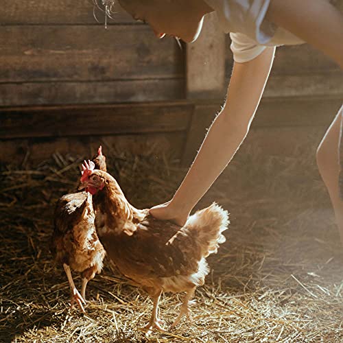 Layers Pellets for Healthy Poultry - 20kg