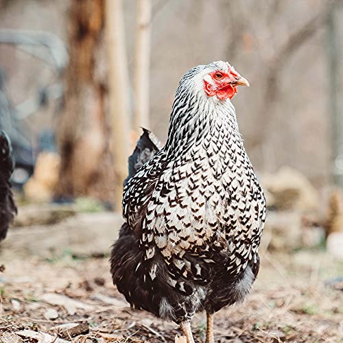 Layers Pellets for Healthy Poultry - 20kg