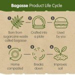 Eco-Friendly Disposable Paper Plates - 10 Inch, 50 Pack