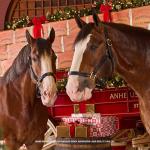 Budweiser Beer, 24 Pack Beer, 12 FL OZ Bottles