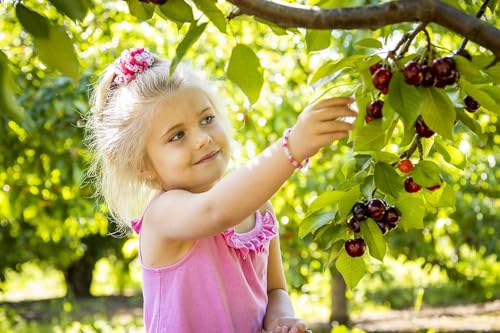 Unsweetened Dried Sweet Cherries - Sunrise Fresh