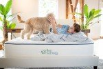 Kiwi Organic Mattress (Twin)
