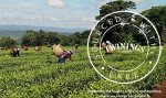 Twinings Nightly Calm Herbal Tea, Naturally Caffeine Free, Single Serve K-Cup Pods for Keurig, 24 Count (Pack of 4)