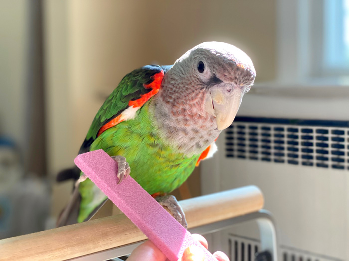 Parrot Nail Trimmer Stone for Grooming Parrot Claws