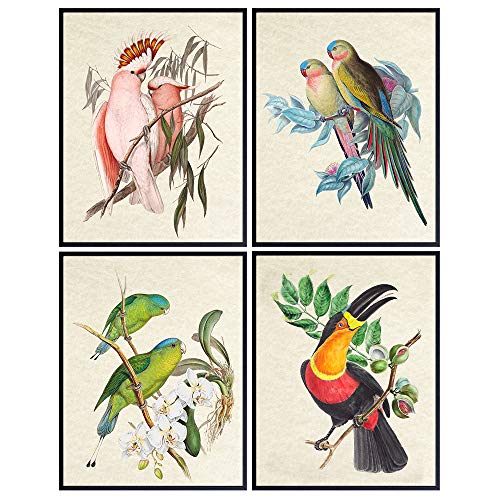 Tropical Bird Wall Art for Birdwatchers