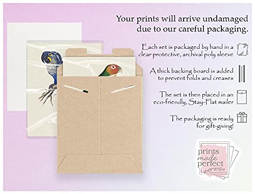 Tropical Parrot Art Prints Set - 8x10 (Unframed)