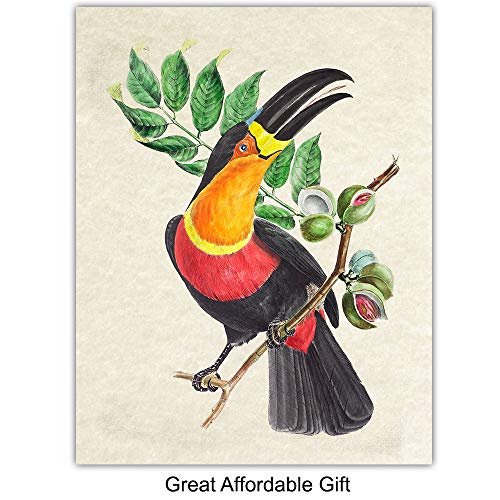 Tropical Bird Wall Art for Birdwatchers